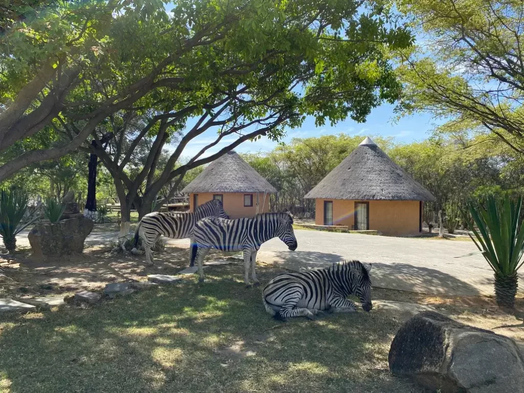 zebras in Pululukwa resort