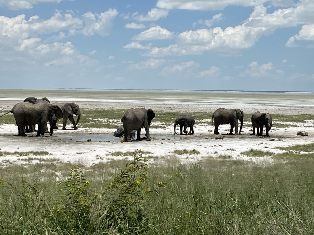 elephant Unforgettable 4-Day Safari to Etosha National Park