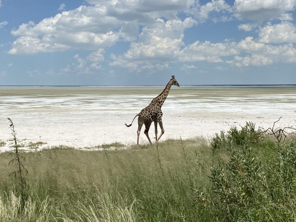 Unforgettable 4-Day Safari to Etosha National Park