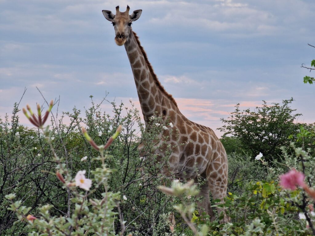 Unforgettable 4-Day Safari to Etosha National Park