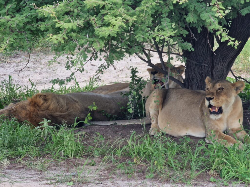 lions Unforgettable 4-Day Safari to Etosha National Park