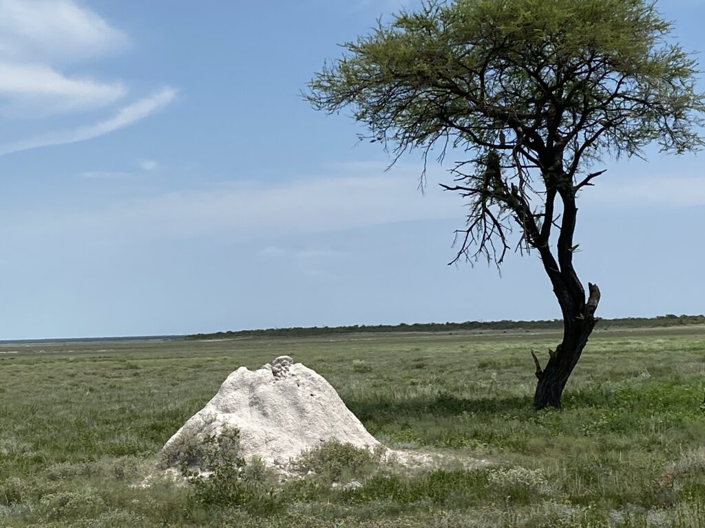 Unforgettable 4-Day Safari to Etosha National Park