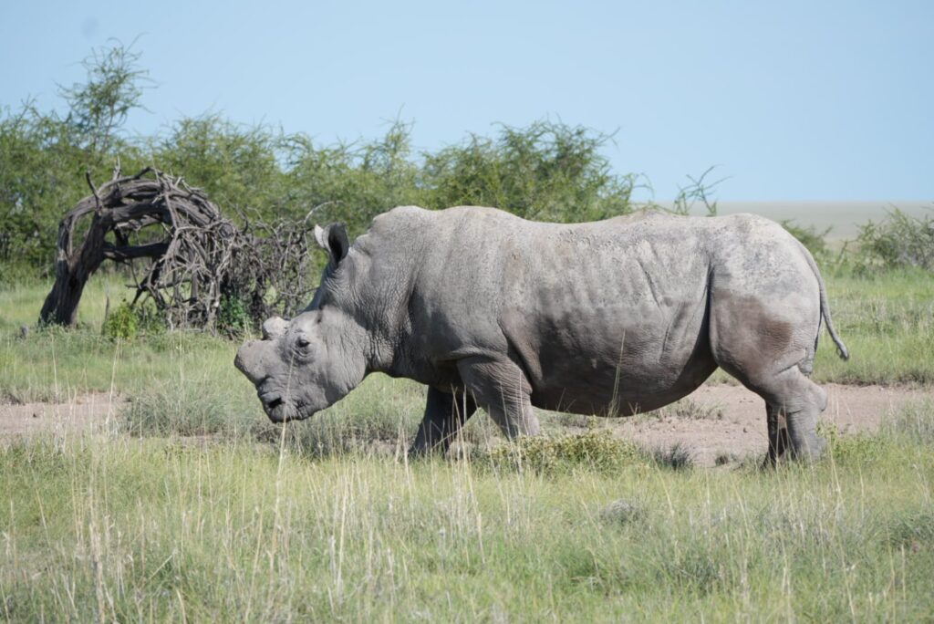 endangered white rhino etosha